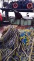 Un lion de mer vient voler du poisson sur un bateau de pêche... meme pas peur