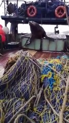 Video herunterladen: Un lion de mer vient voler du poisson sur un bateau de pêche... meme pas peur