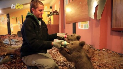 Watch This Heartwarming Moment Showing Orphan Bears Being Released into the Wild