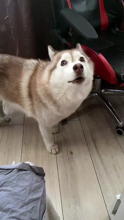 Husky Screams When She Can't Catch Fly on Ceiling