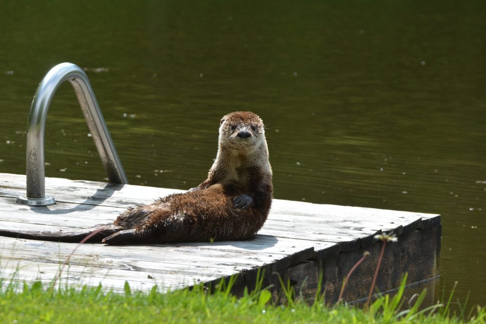 ⁣Watch Sneaky River Otters Steal Blue Crabs From North Carolina Aquarium