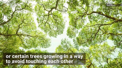 Have Trees Always Practiced Social Distancing and Avoid Touching One Another?