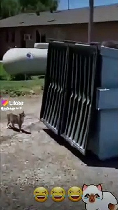 cat funy video