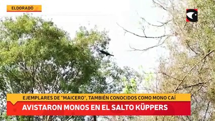 Avistaron monos en el Salto Küppers