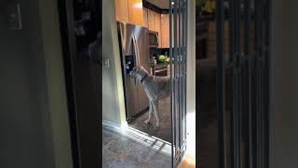 Goofy Great Dane Discovers How to Use Ice Dispenser