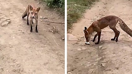 Nourrir un renard avec une tranche de pain