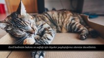 Kedi Bakım ve Sağlığını Önemseyin