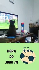 Hora do jogo Gatinha apaixonada por futebol