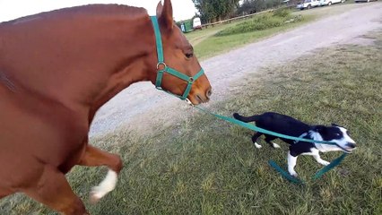 Border Collie Helps Walk Horse