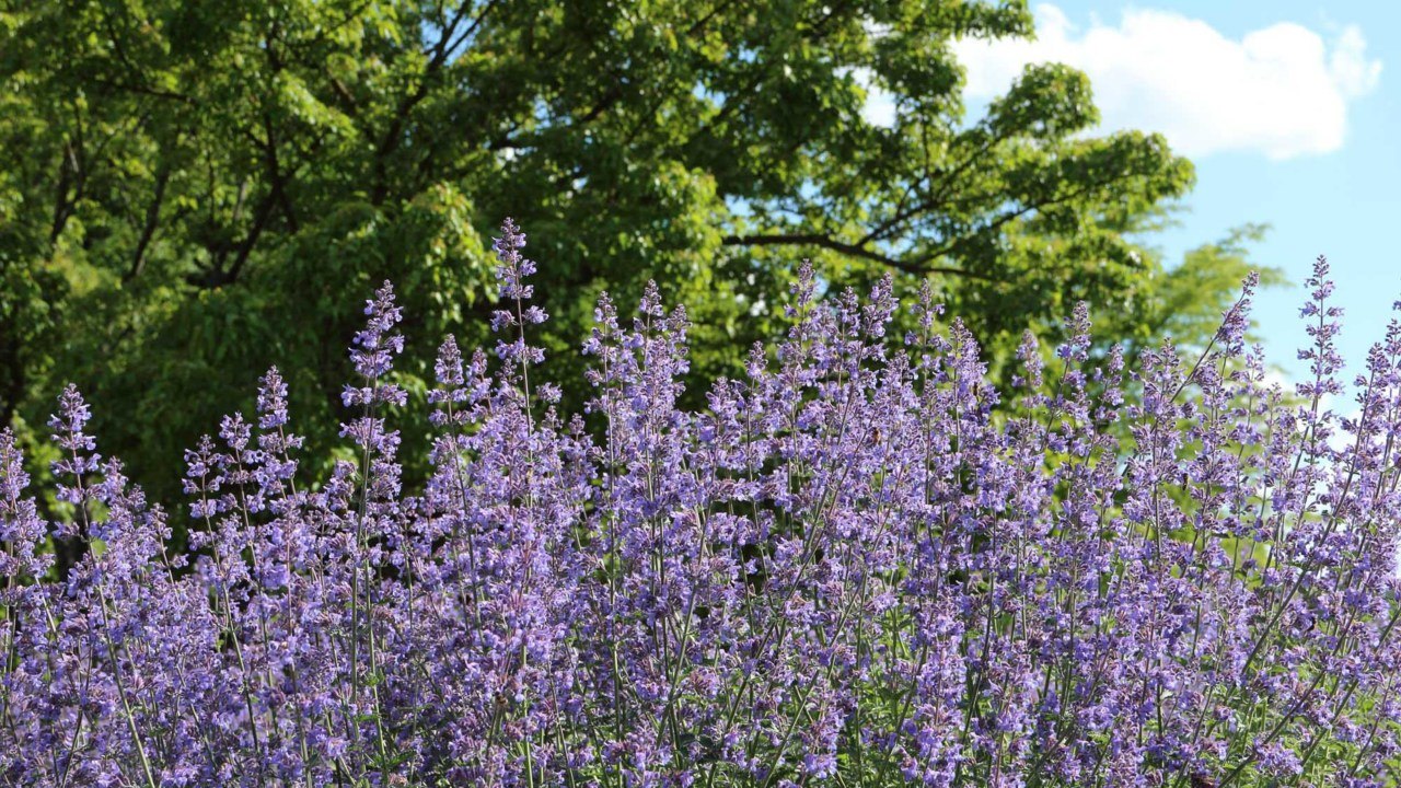 5 Reasons We Love Catmint