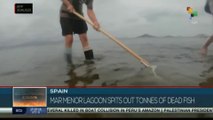 Spain’s Mar Menor lagoon spits out tonnes of dead fish