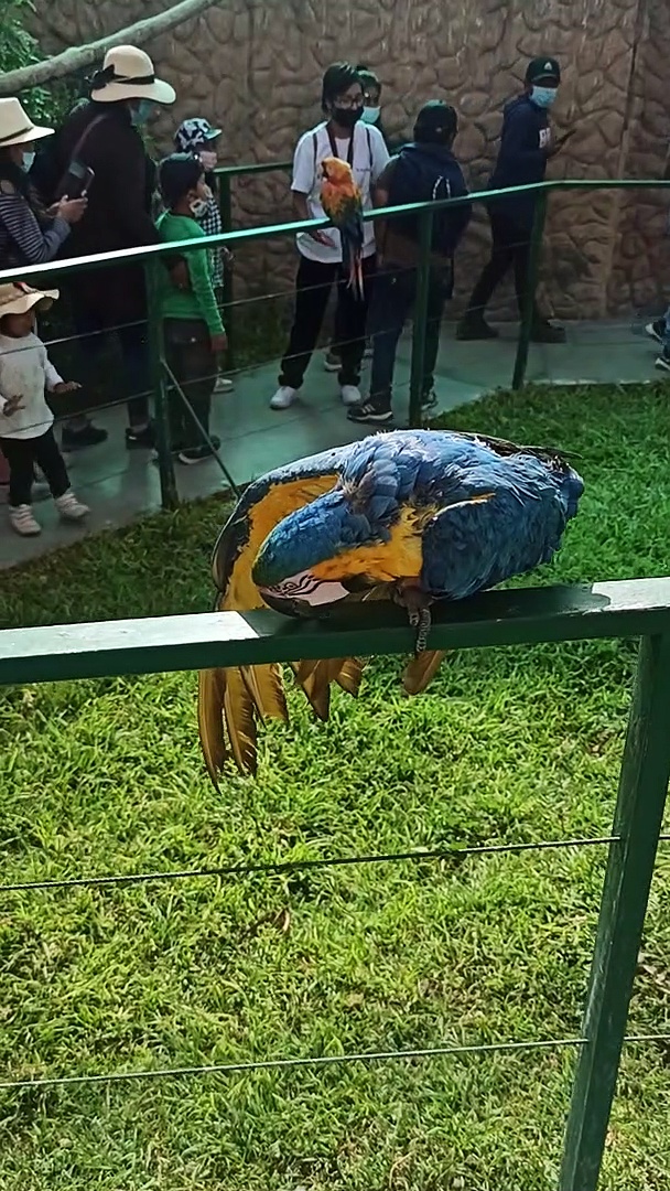 parrot
