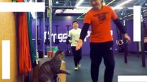 amazing crazy cat moment