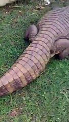 Jacaré tenta morder homem em Lagoa Santa
