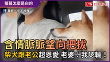 含情脈脈望向把拔 「柴犬跟老公」超恩愛 老婆：我認輸！