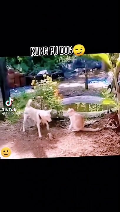 Kung Fu Dog