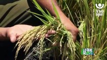 INTA presenta nueva variedad de arroz a productores matagalpinos