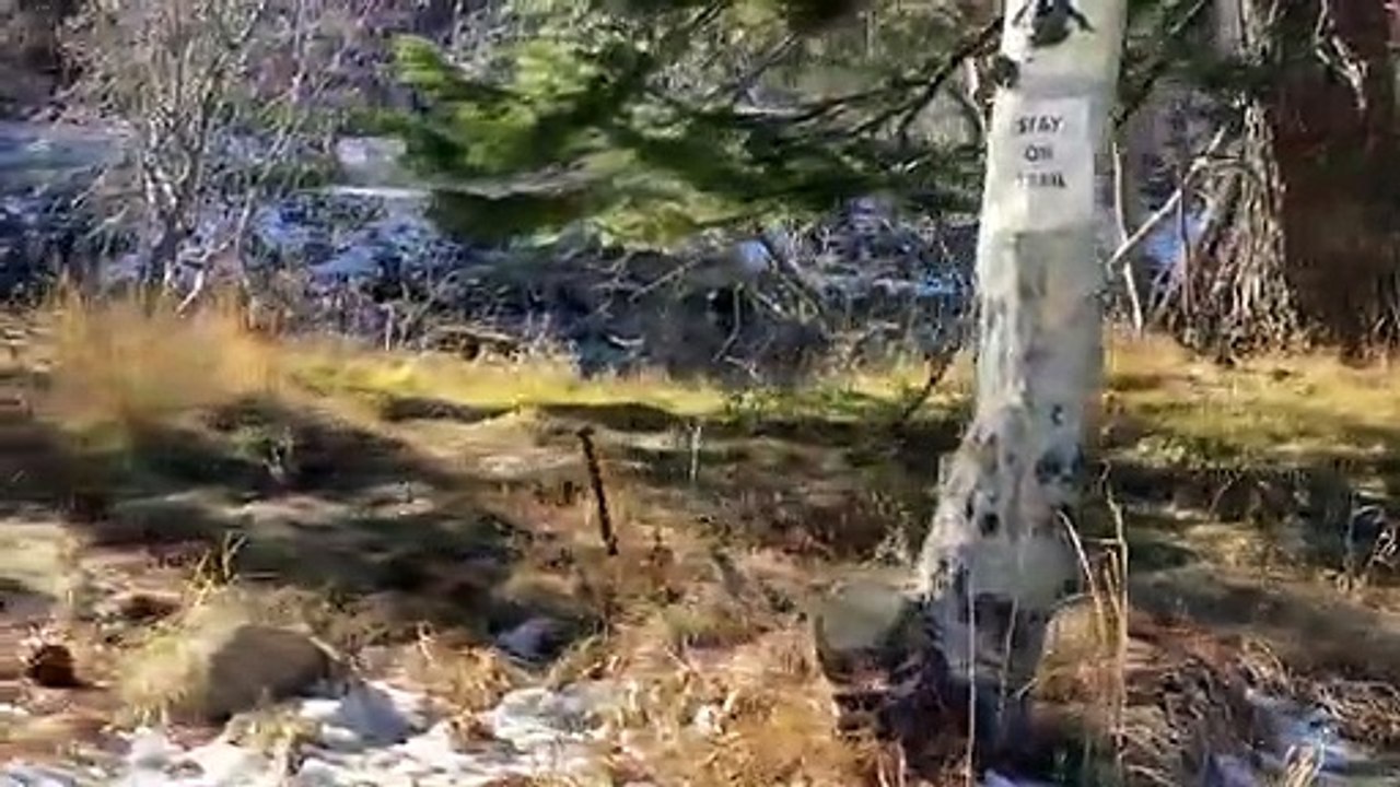 Bear at Lake Tahoe Fishes for Salmon