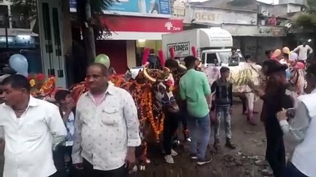 This is the unique festival of Burhanpur, the worship is done by adorning the bullocks, the youth break the coconut