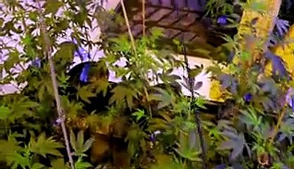 Why starting a marijuana business is so hard