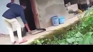 How *not* to rescue a snake 