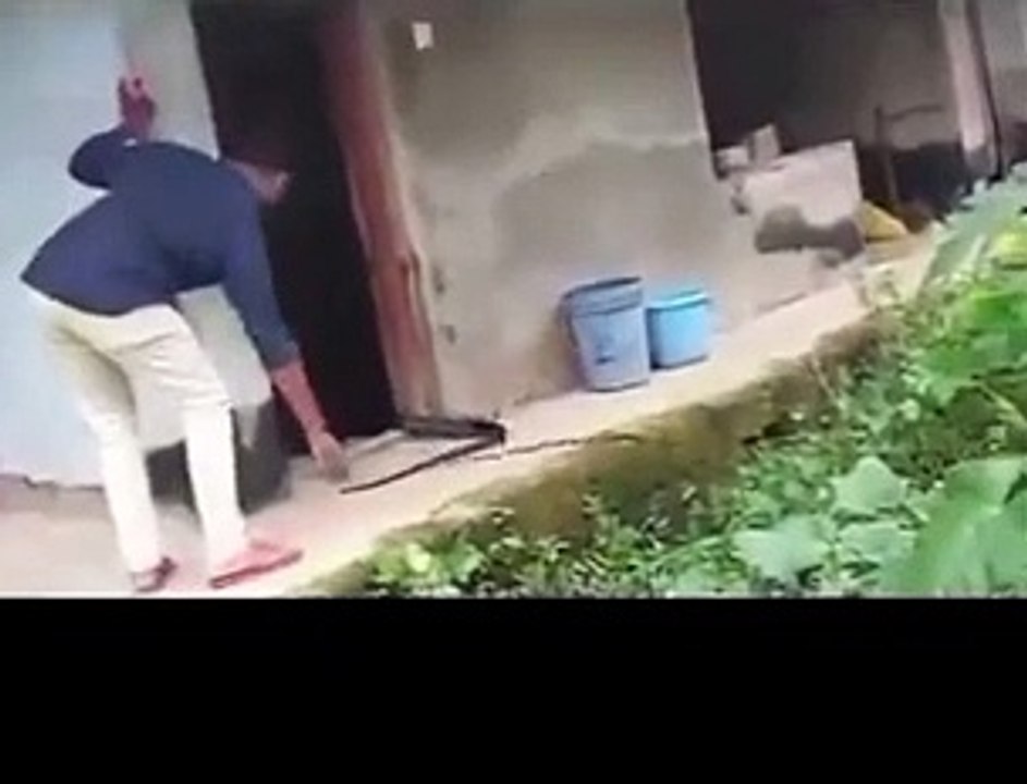 How *not* to rescue a snake 