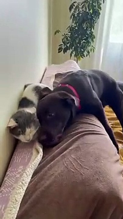 Funny| Dog rudely waking up his cat friend
