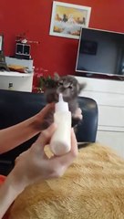Cute | New born kitten is extra hungry
