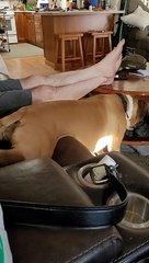 Independent Doggy Scratches Her Own Belly