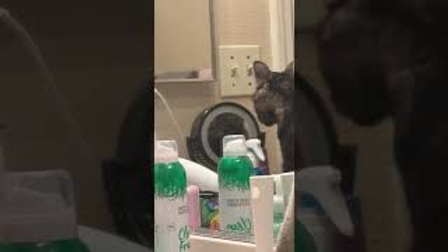 Cat Stares Back With Makeup Mirror