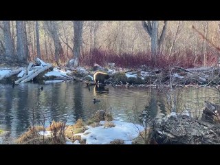 Bear at Lake Tahoe Fishes for Salmon