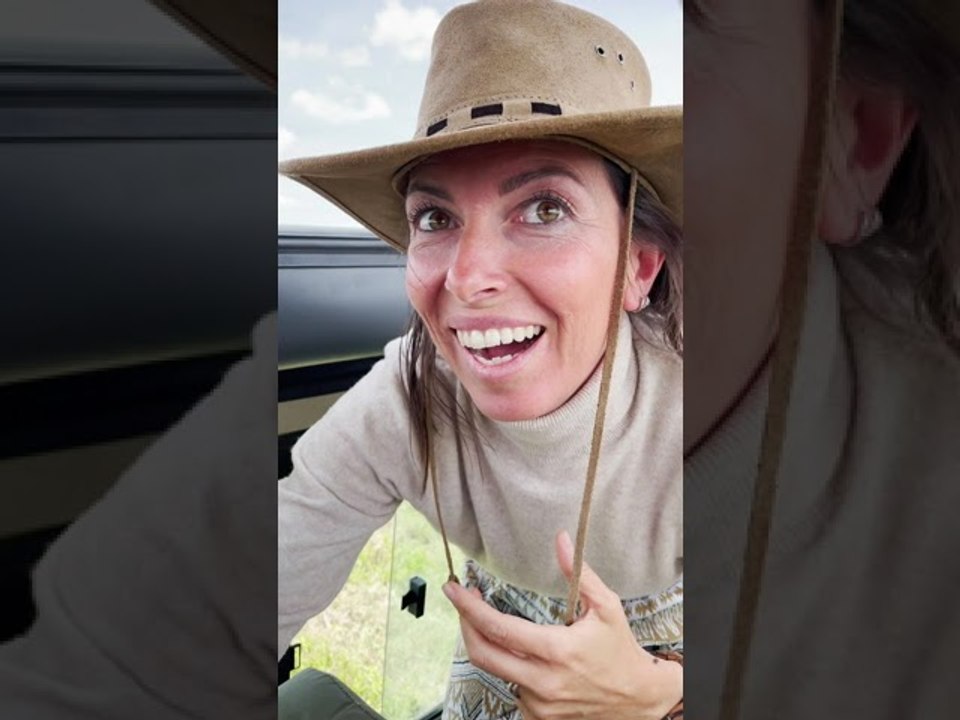 Curious Cheetah Climbs on Safari Car