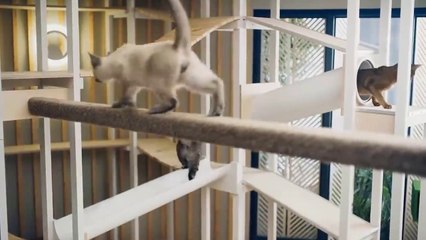 Overdramatic Pets You'll Regret Not Seeing...