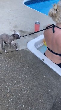 Puppy Unties Woman s Bikini By Pulling Its String