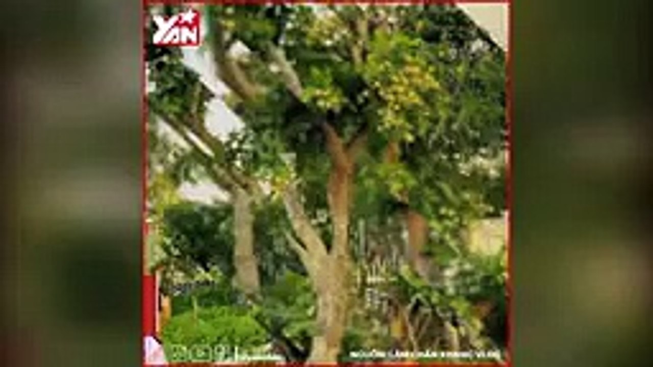 Cận cảnh ngôi nhà Lâm Chấn Khang xây cho bố mẹ ở quê, lần đầu ông bà nội được thấy cháu sau 2 năm