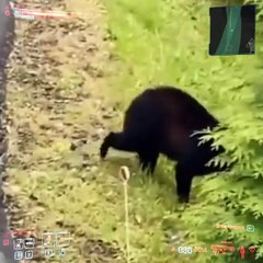 That moment when the Stealth Music stops playing