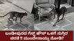ಗೆಸ್ಟ್ ಹೌಸ್ ಒಳಗೆ ರಾಜನಂತೆ ಬೀಗಿದ ಚಿರತೆ | Oneindia Kannada