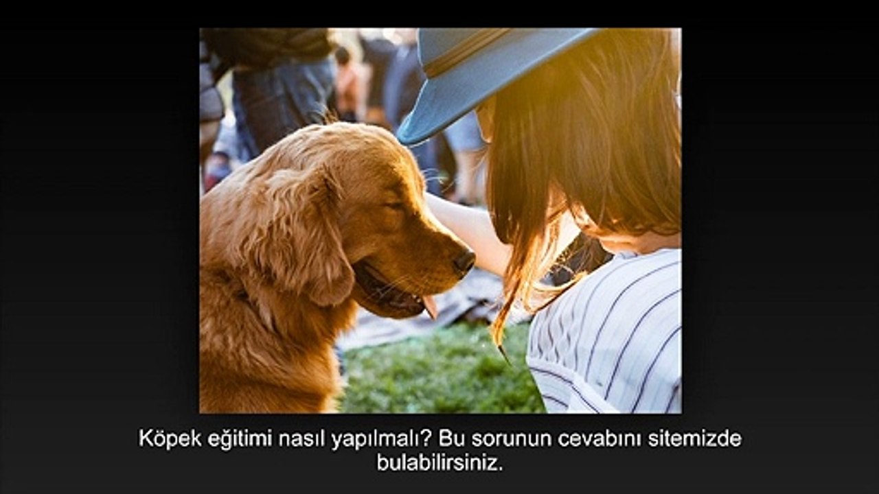 Köpek Eğitimi Nasıl Yapılmalı