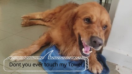 Toby (Golden Retriever) Loves his Towel