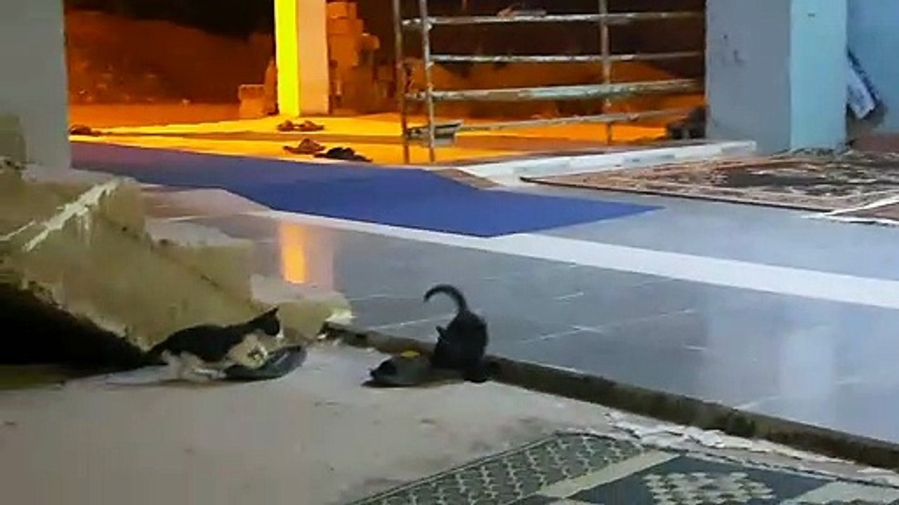 mes petits chats avec leur mère