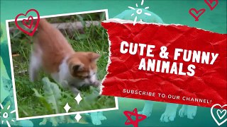 Funny Cats Compilation, May 2021    Cute and Funny Animals