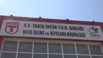 Tariş İncir Birliği alımlarına devam ediyor