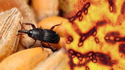 India में जानलेवा Scrub Typhus का खतरा, Symptoms चौंकाने वाले | Boldsky