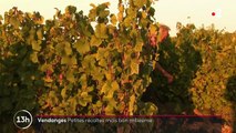 Vendanges : la saison s'annonce moins bonne que l'an passé