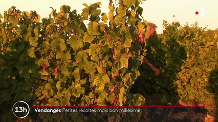 Vendanges : la saison s'annonce moins bonne que l'an passé