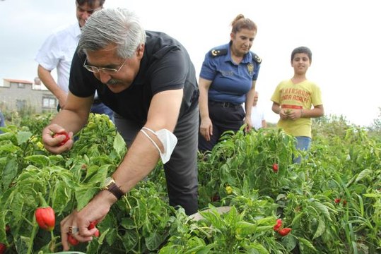 AK Parti Milletvekili Hüseyin Yayman, Samandağ ilçesinde biber hasadına katıldı