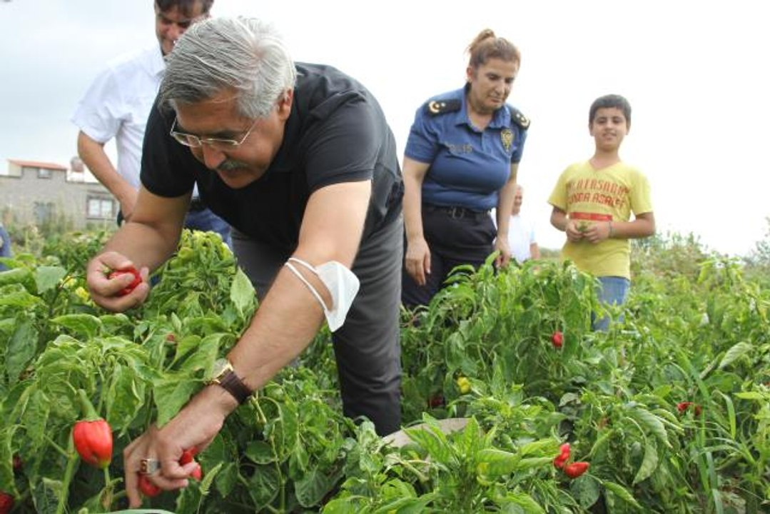 AK Parti Milletvekili Hüseyin Yayman, Samandağ ilçesinde biber hasadına katıldı