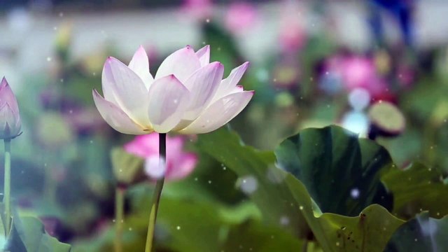 Lotus Stress Relief Music, Best Instruments Music, Healing Music