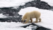 El rompehielos ruso que intenta no perturbar a los osos polares en el Ártico