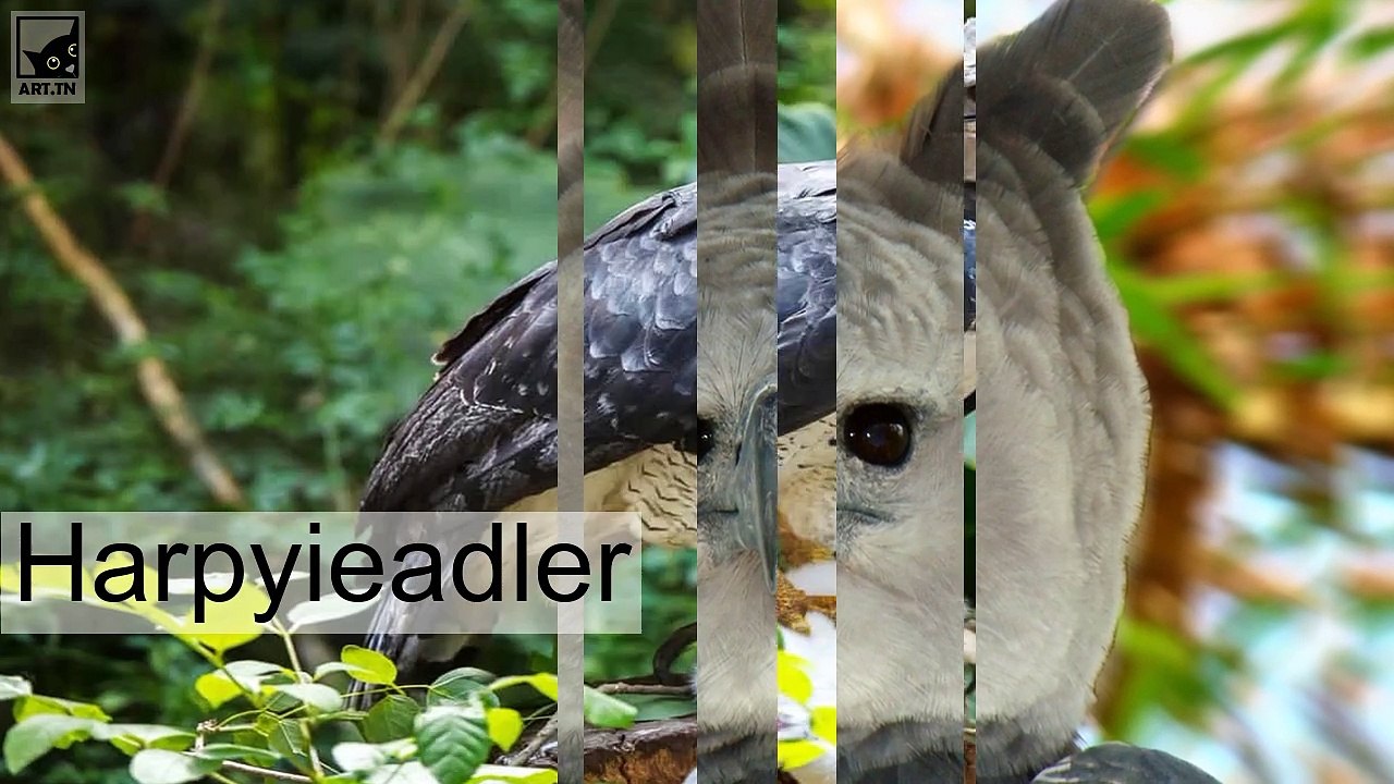 die fünf bizarrsten Tiere